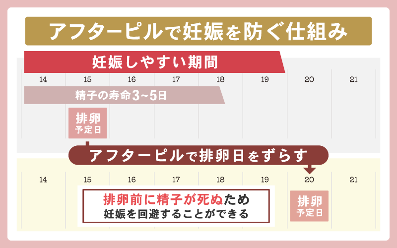 アフターピルと排卵日