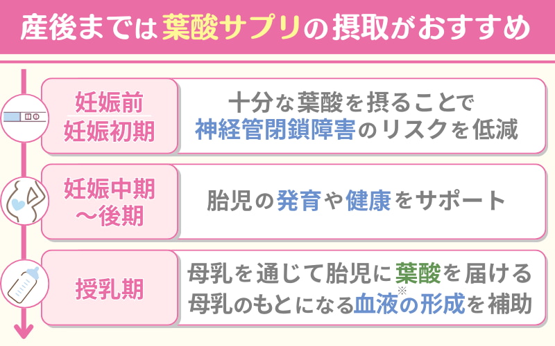 いつからいつまで？葉酸サプリが必要な時期とは