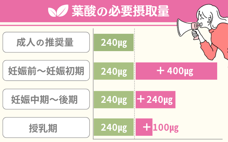葉酸の必要摂取量は1日240μg+サプリメントで400μg