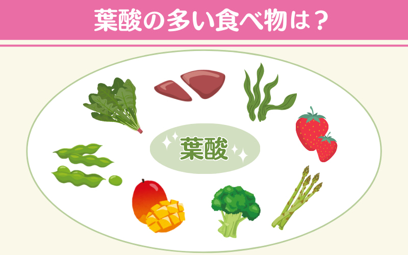【葉酸の多い食べ物一覧】摂取量の目安や妊娠中におすすめの食材も紹介