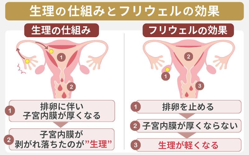 生理の仕組みとフリウェルの効果