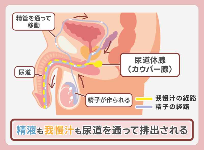 我慢汁で妊娠する理由