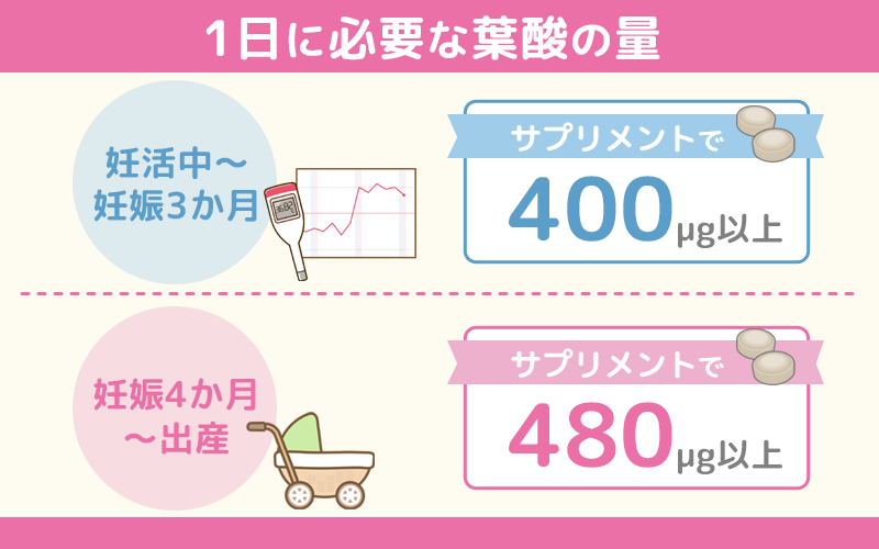 葉酸サプリが必要な器官と1日の摂取目安量